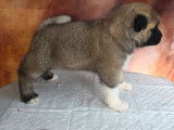1 chiot mâle Akita Américain LOF à vendre