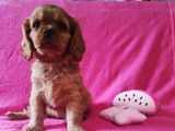 5 chiots Cavaliers King Charles LOF à vendre