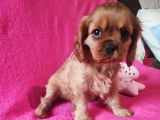 5 chiots Cavaliers King Charles LOF à vendre