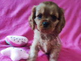 5 chiots Cavaliers King Charles LOF à vendre