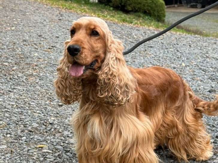 1 chienne Cocker Anglais LOF à vendre, née en 2020