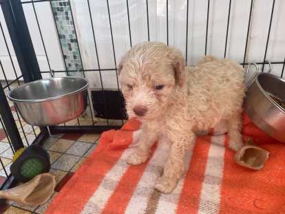 Petite femelle Lagotto Romagnolo orange à vendre