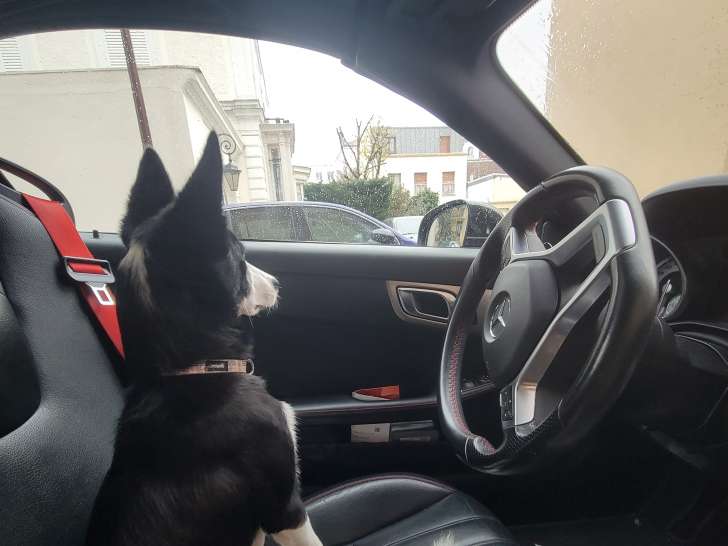 Jeune Border Collie à vendre