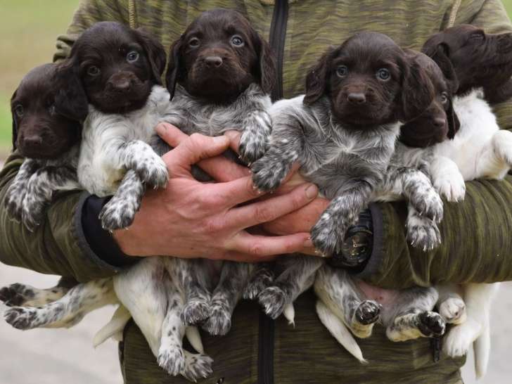 À réserver, 5 chiots femelles Épagneuls de Münster LOF de septembre 2025