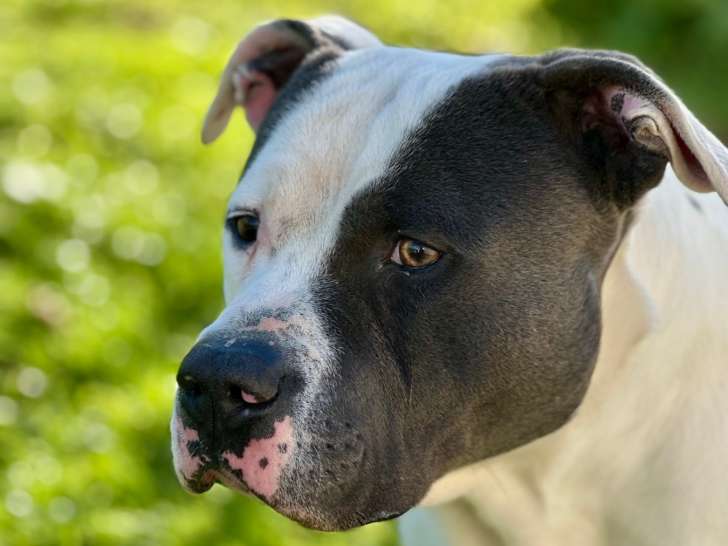 Mâle Amstaff LOF disponible pour saillie