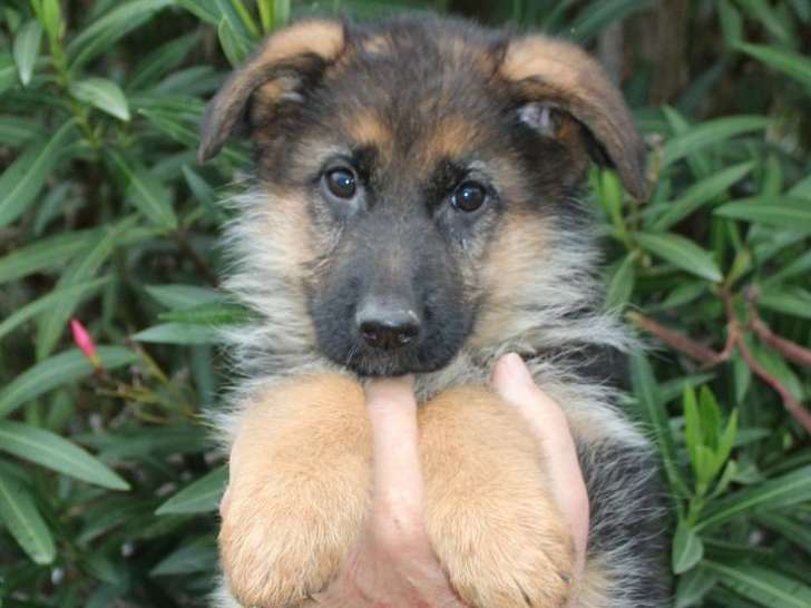 8 chiots Bergers Allemands LOF d'août 2025 à vendre