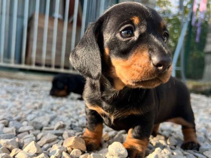 2 chiots Teckels Nains LOF à vendre