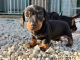 2 chiots Teckels Nains LOF à vendre
