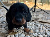 2 chiots Teckels Nains LOF à vendre