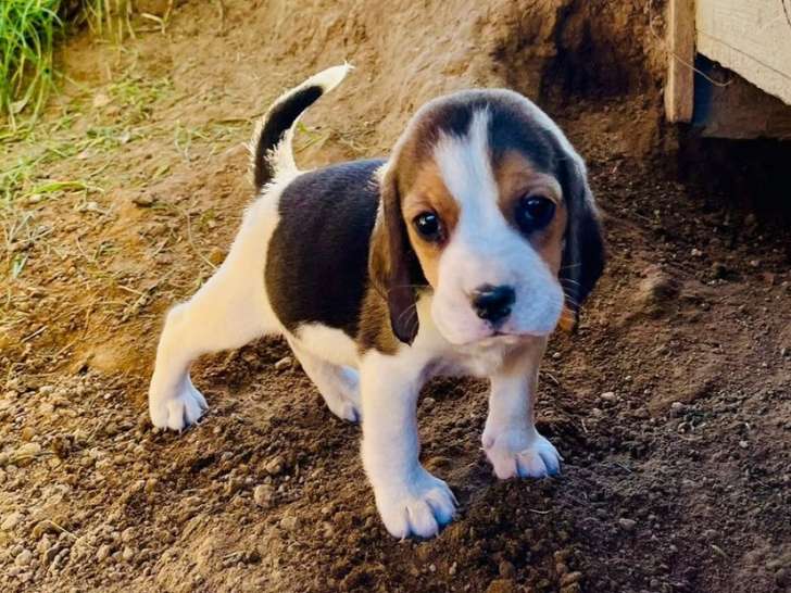 À vendre, 7 chiots Beagles LOF de septembre 2025