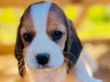 À vendre, 7 chiots Beagles LOF de septembre 2025