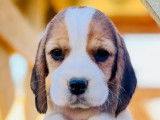 À vendre, 7 chiots Beagles LOF de septembre 2025