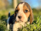 À vendre, 7 chiots Beagles LOF de septembre 2025