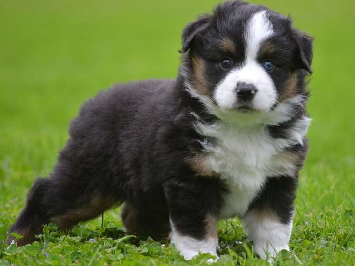 1 chiot femelle Berger Américain Miniature LOF à réserver, noir tricolore de septembre 2025