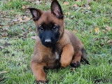 Chiots femelles Bergers Belges Malinois LOF à vendre, nées en 2025
