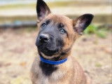 Chiots femelles Bergers Belges Malinois LOF à vendre, nées en 2025