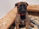 Chiots femelles Bergers Belges Malinois LOF à vendre, nées en 2025