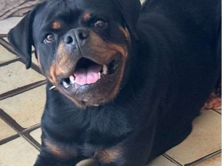 Chienne Rottweiler LOF à vendre, noire et feu née en juin 2022