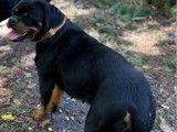 Chienne Rottweiler LOF à vendre, noire et feu née en juin 2022