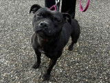 1 chienne Staffordshire Bull Terrier à vendre, noire bringée LOF née en 2022