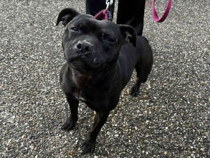 1 chienne Staffordshire Bull Terrier à vendre, noire bringée LOF née en 2022