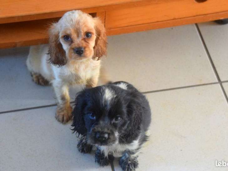 3 chiots Cockers Anglais LOF à vendre