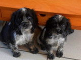 3 chiots Cockers Anglais LOF à vendre