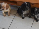 3 chiots Cockers Anglais LOF à vendre