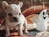 Chiot Bouledogue Français à vendre (LOF)