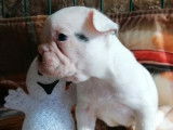 Chiot Bouledogue Français à vendre (LOF)
