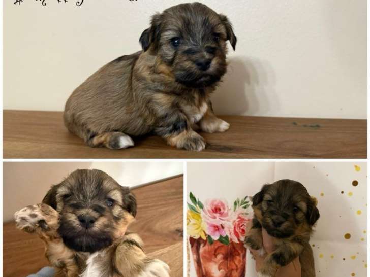 3 chiots Bichons Havanais LOF à réserver, nés en octobre 2025