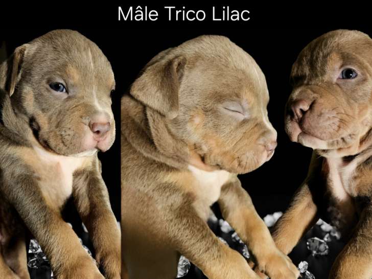 Chiots American Bully XL à vendre