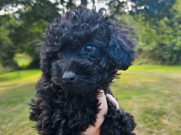 1 chiot mâle Caniche Toy LOF à vendre