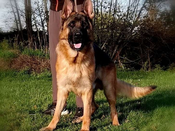 Chien Berger Allemand LOF à vendre, noir et feu né en septembre 2024