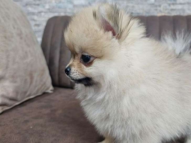 Chiot femelle Spitz Nain LOF à vendre, née en août 2025