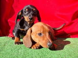 2 chiots Teckels à vendre, poil ras noir et feu et bringé non-LOF d'août 2025