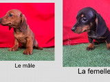 2 chiots Teckels à vendre, poil ras noir et feu et bringé non-LOF d'août 2025