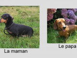 2 chiots Teckels à vendre, poil ras noir et feu et bringé non-LOF d'août 2025