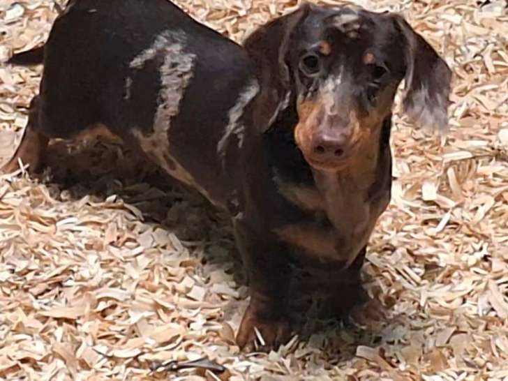 Chien Teckel nain LOF à vendre, arlequin chocolat né en mai 2024