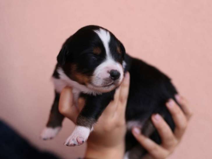 7 chiots Bergers Américains Miniatures LOF à réserver