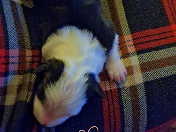 Femelle noir et blanche