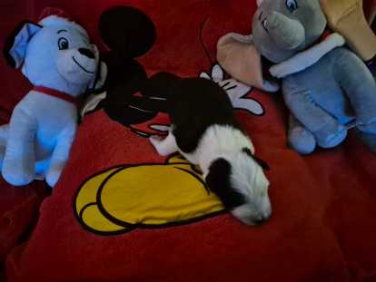 Femelle noir et blanche