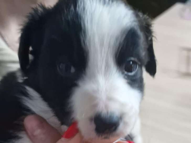 Femelle noir et blanche