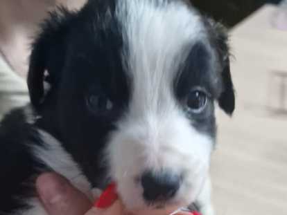 Femelle noir et blanche