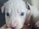 Male merle bleu aux yeux bleus