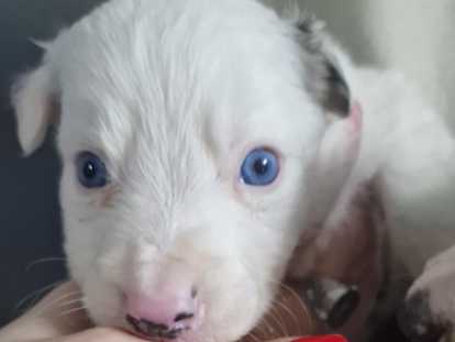 Male merle bleu aux yeux bleus