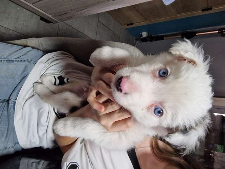 Chiots Border Collie &agrave; vendre