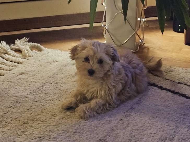 Chiot de type Caniche femelle à vendre