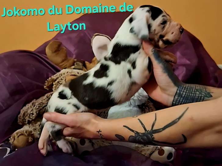 Chiots Dogue Allemand à vendre