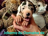 Chiots Dogue Allemand à vendre